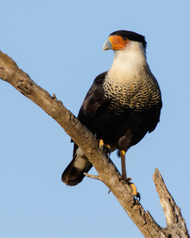 South American Falcon