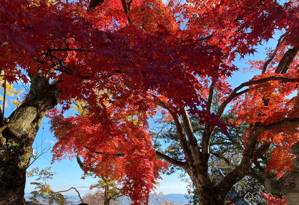 A red maple with red leaves in fall