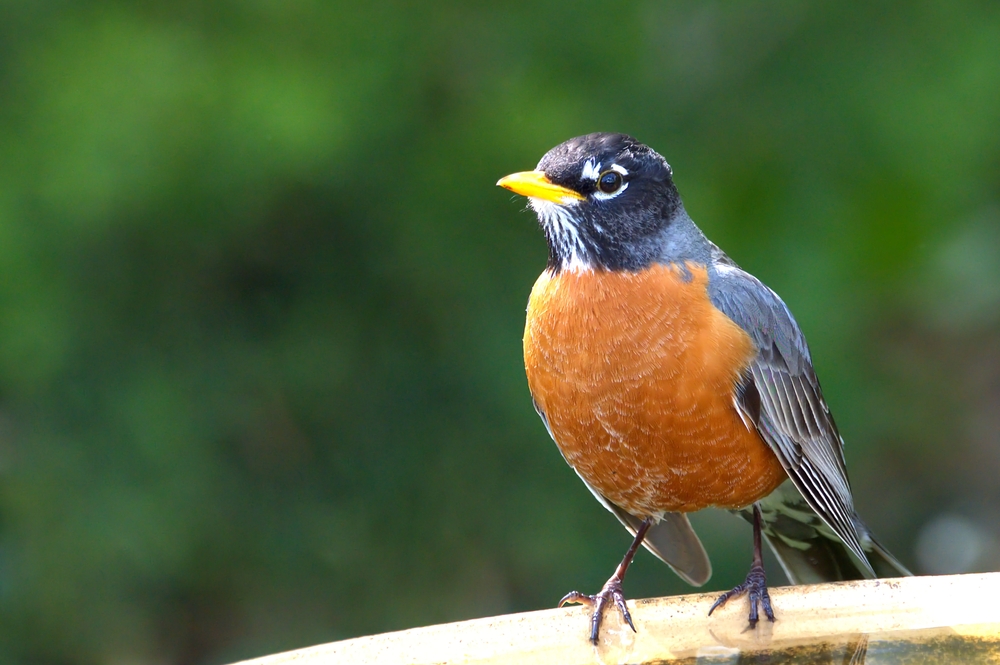 An American robin perched on a ledge