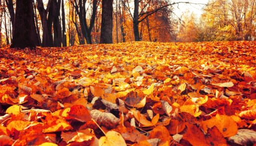 An autumn landscape of fallen leaves