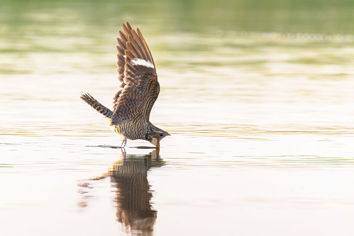 A nighthawk scooping bugs from the water in its beak