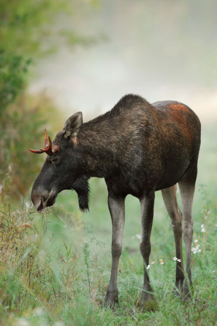 A moose grazing in the mist