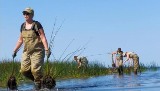 The Wabamun Lake planting project in progress