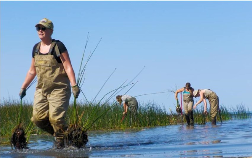The Wabamun Lake planting project in progress
