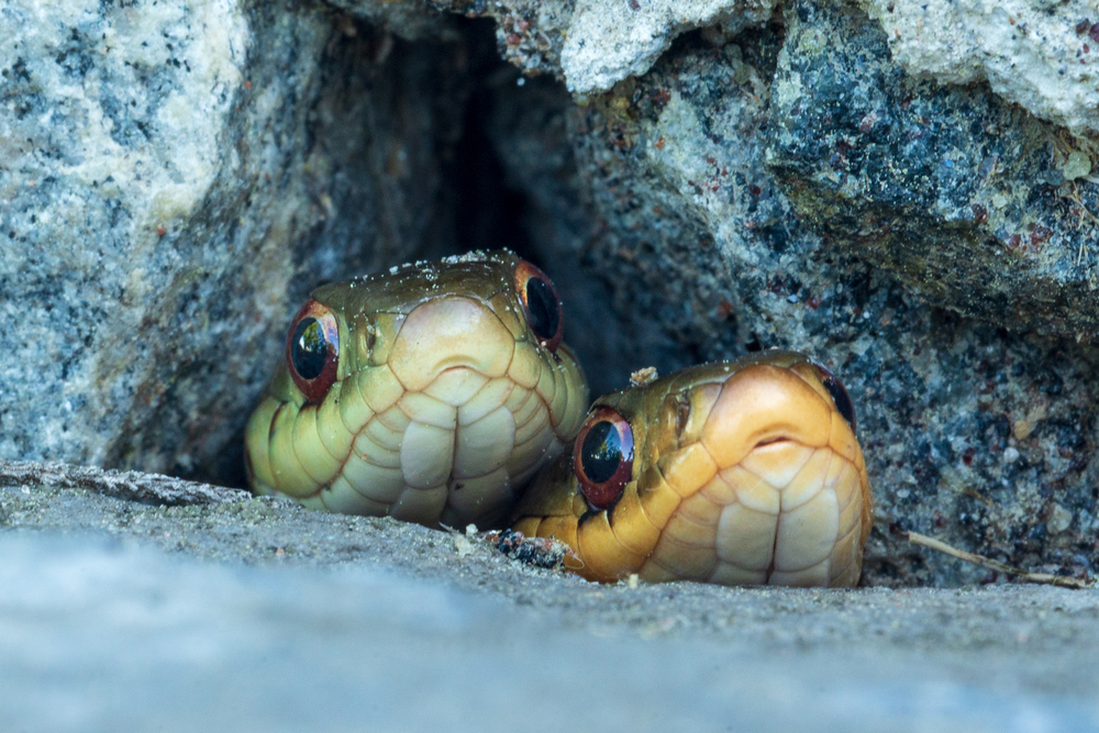 Two garter snakes peeking out from rocks
