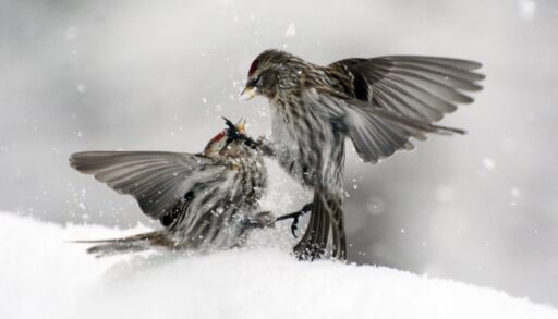 Two redpolls fighting during winter