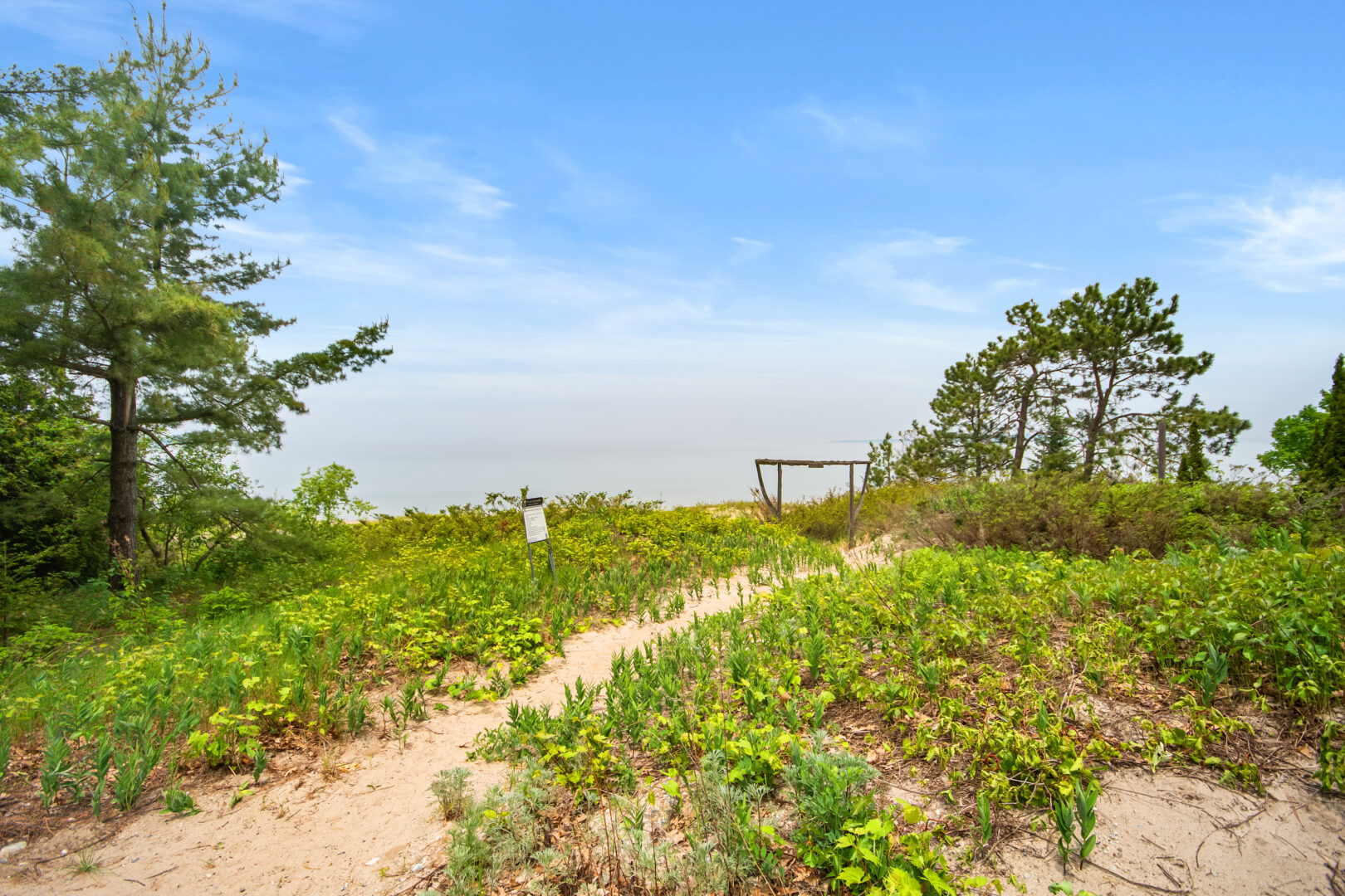 A sandy beach path with overgrown grass