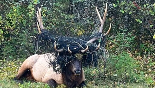 Prince Albert National Park Elk