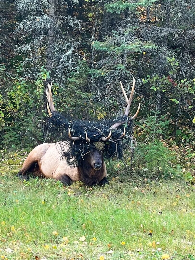 Prince Albert National Park Elk