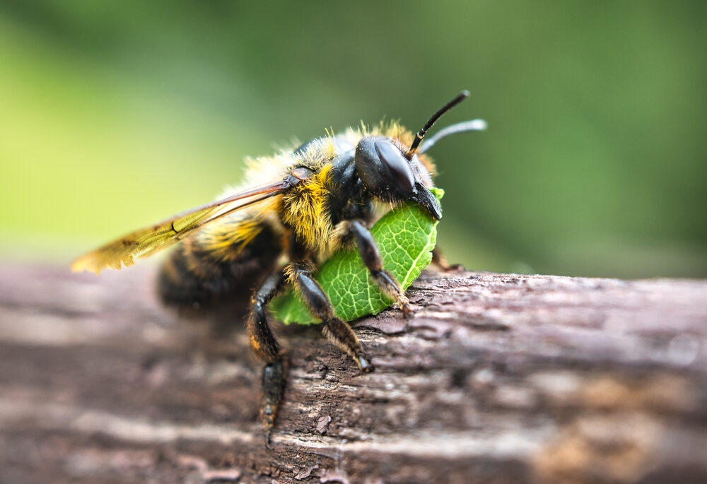 Close-up of a leaf-cutter bee