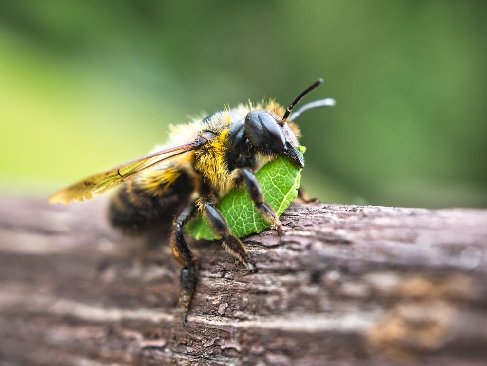 Close-up of a leaf-cutter bee