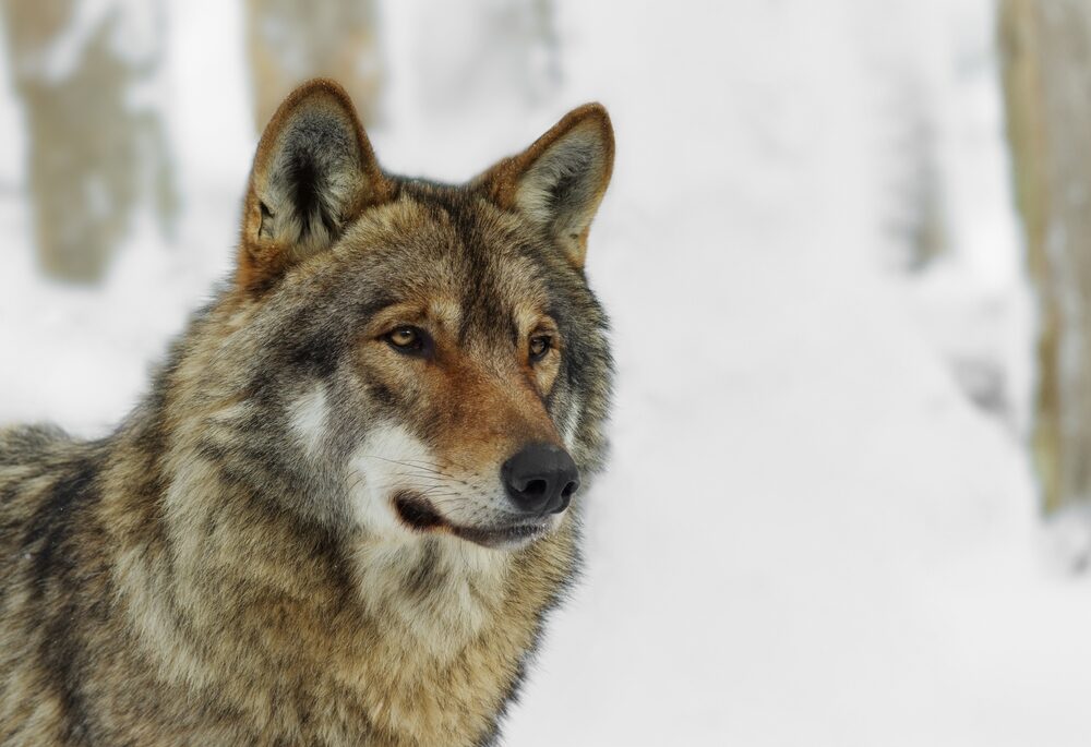 Gray wolf portrait on blurred background