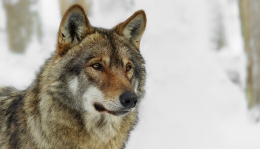 Gray wolf portrait on blurred background