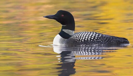 A photo of a common loon in the lake