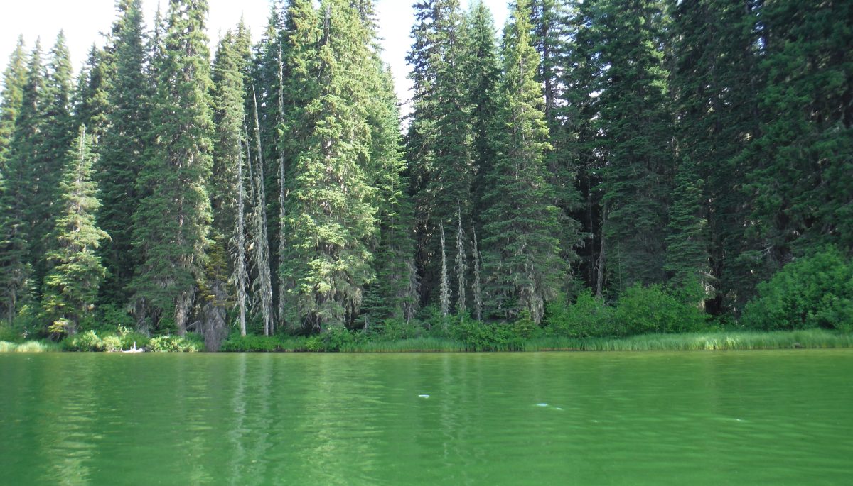 Photo of lake affected by blue-green algae blooms with bright green water
