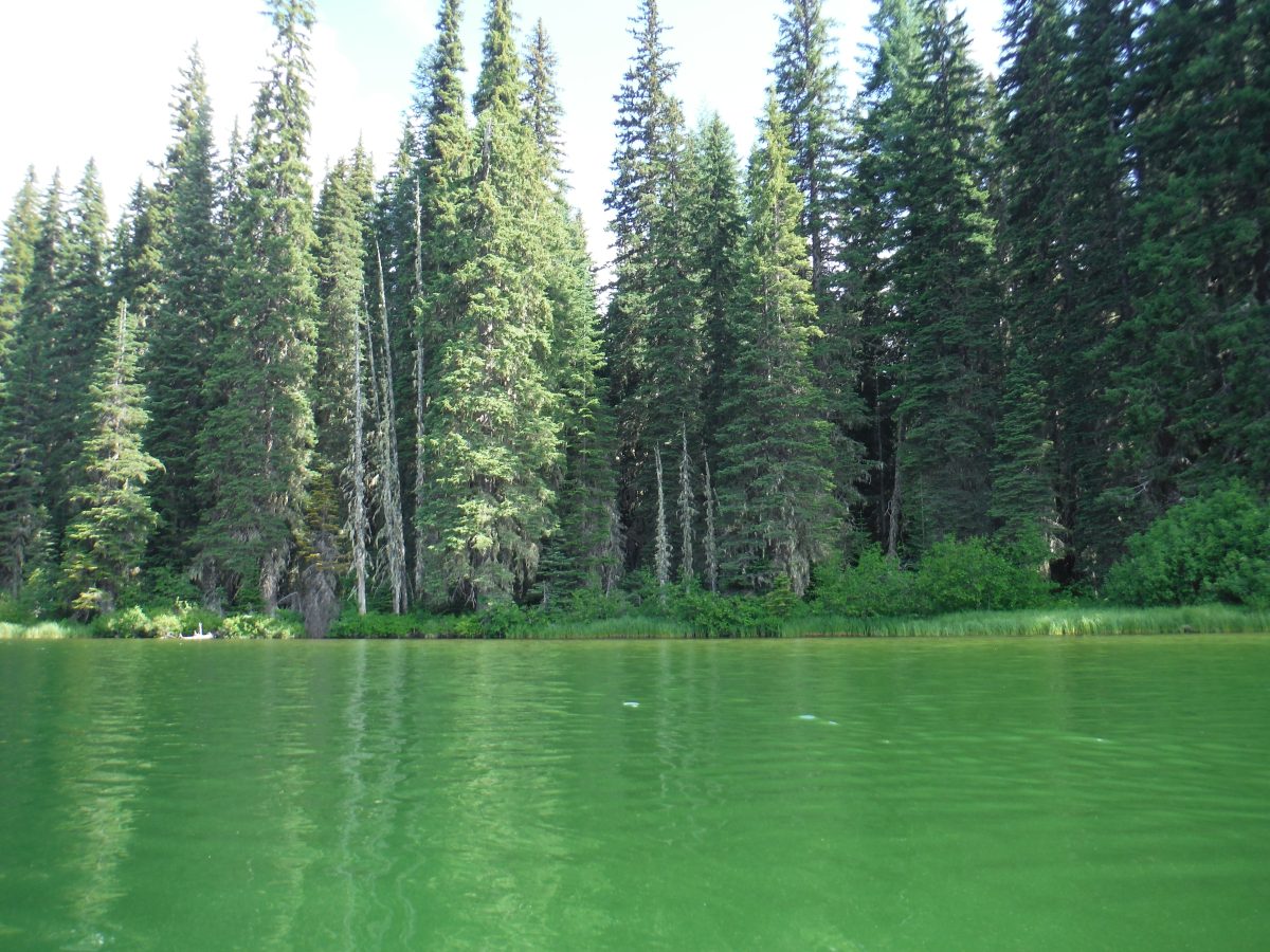 Photo of lake affected by blue-green algae blooms with bright green water