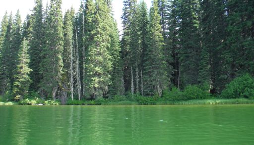 Photo of lake affected by blue-green algae blooms with bright green water