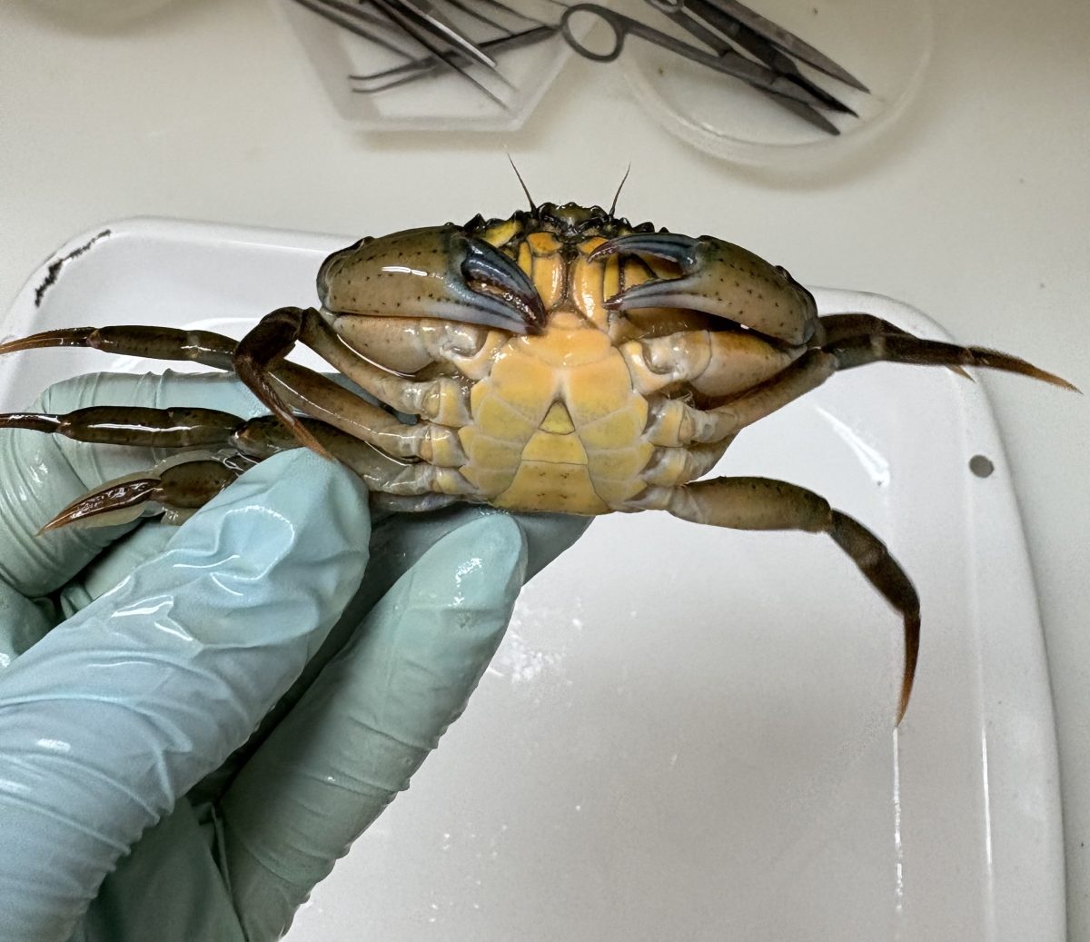 A glove hand holding up a European green crab