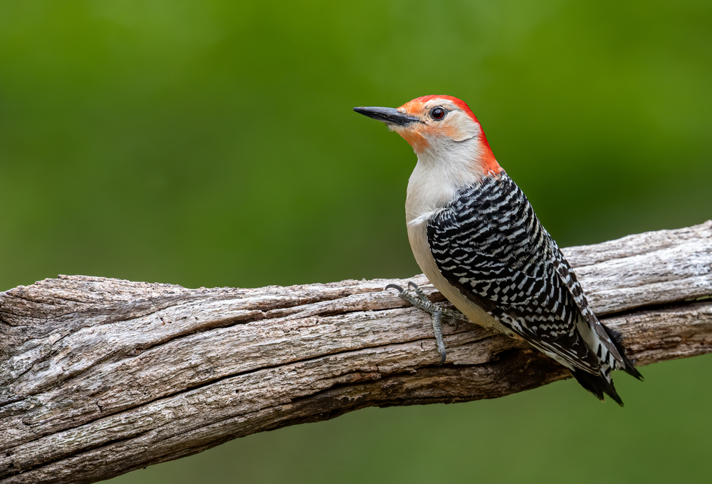 A red-bellied woodpecker on a branch, Ontario's Breeding Bird Atlas