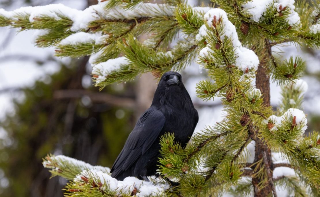 A raven perched on a snow covered branch