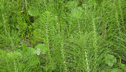 A closeup of field horsetail plants