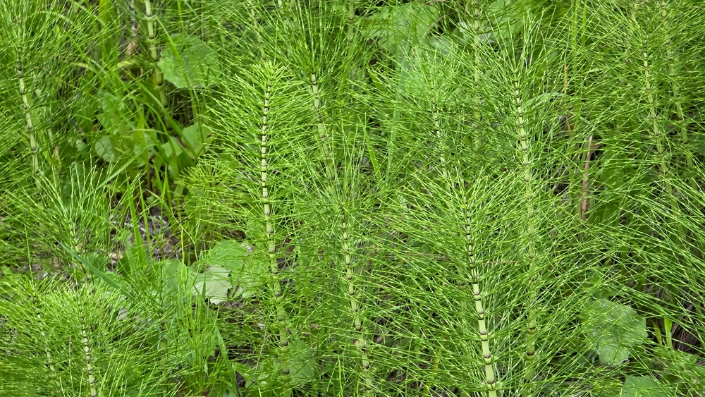 A closeup of field horsetail plants