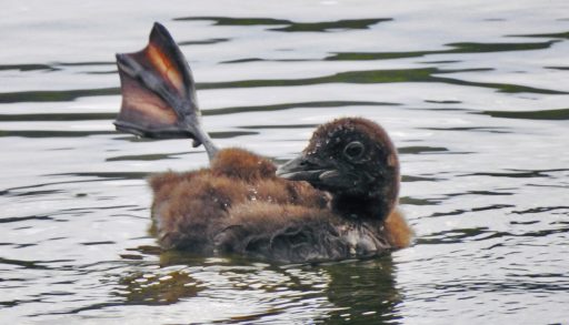 Photo of a loon sticking its foot out of the water and waggling it
