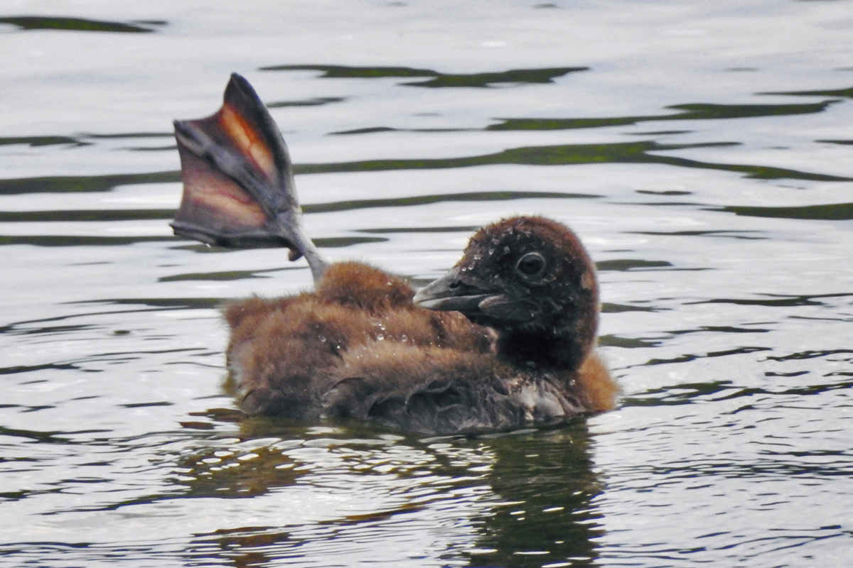 Photo of a loon sticking its foot out of the water and waggling it