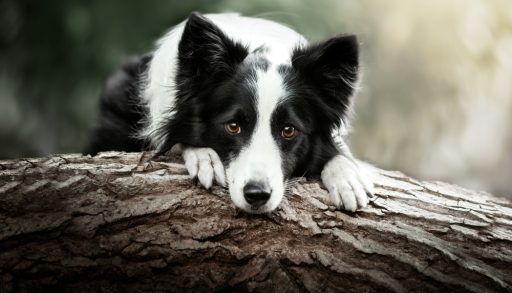A border collie resting on a log