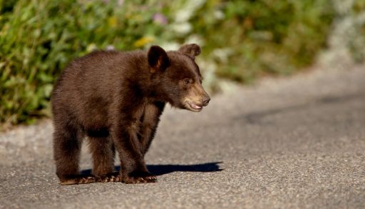 A black bear cub crossing the road