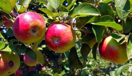 McIntosh apples on a tree