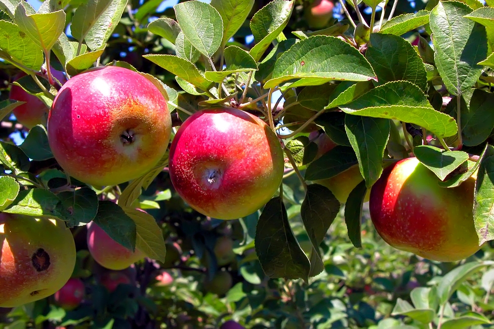 McIntosh apples on a tree