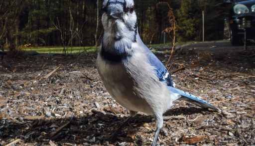 Photo of Blue Jay under bird feeder