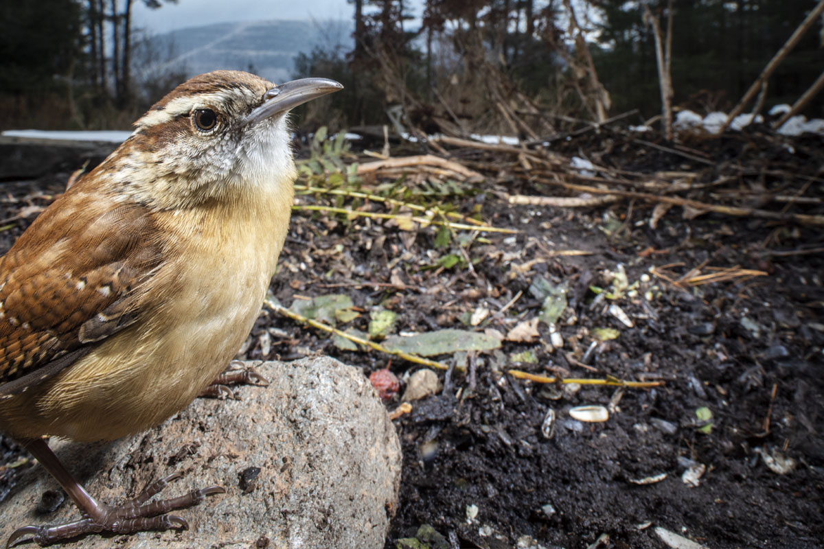 A Carolina Wren standing on a rock captured underneath the bird feeder camera on a winter day.