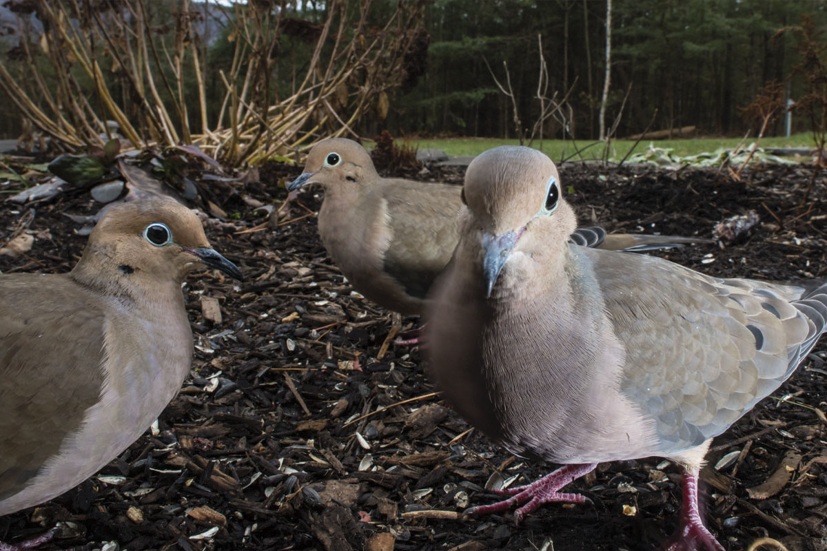 Three mourning doves standing on twigs looking eagerly at the bird feeder camera