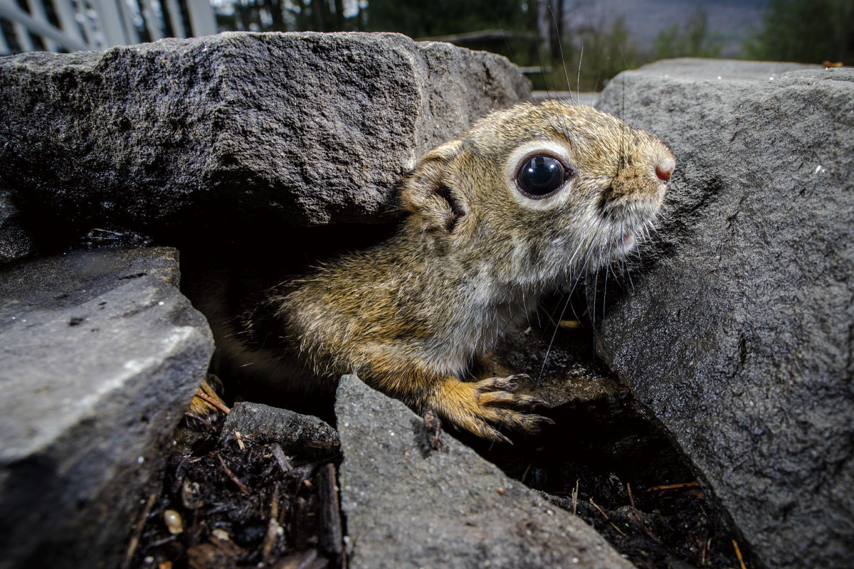 American red squirrel peaking its head between two rocks, captured by the bird feeder camera