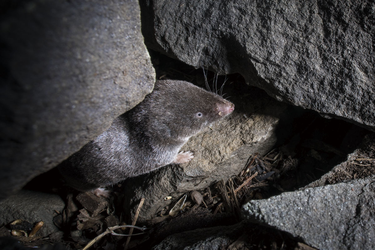 Northern short-tailed shrew standing on a small rock, surrounded by 3 larger rocks, captured by the bird feeder camera