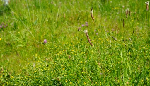 A meadow of native grasses and flowers