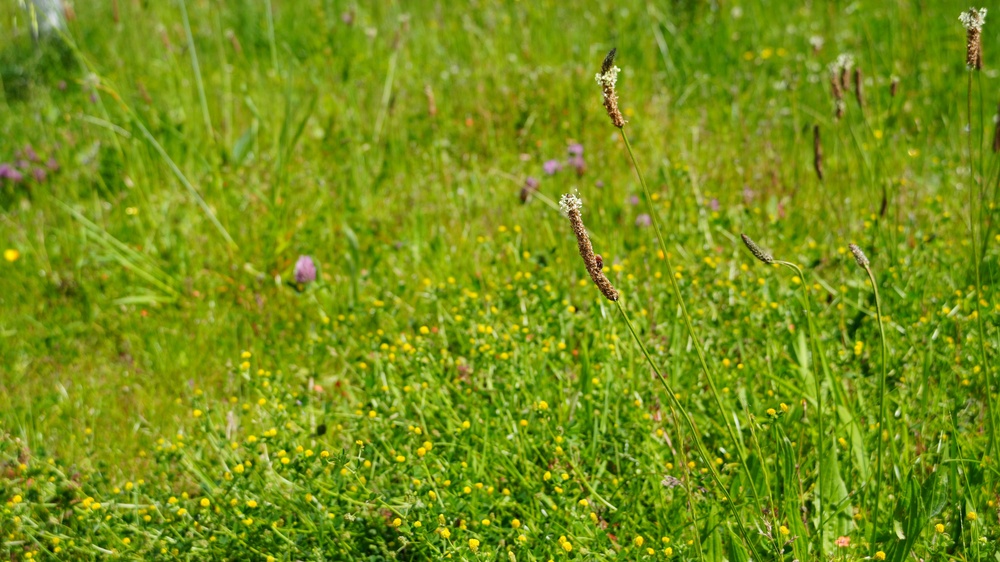 A meadow of native grasses and flowers