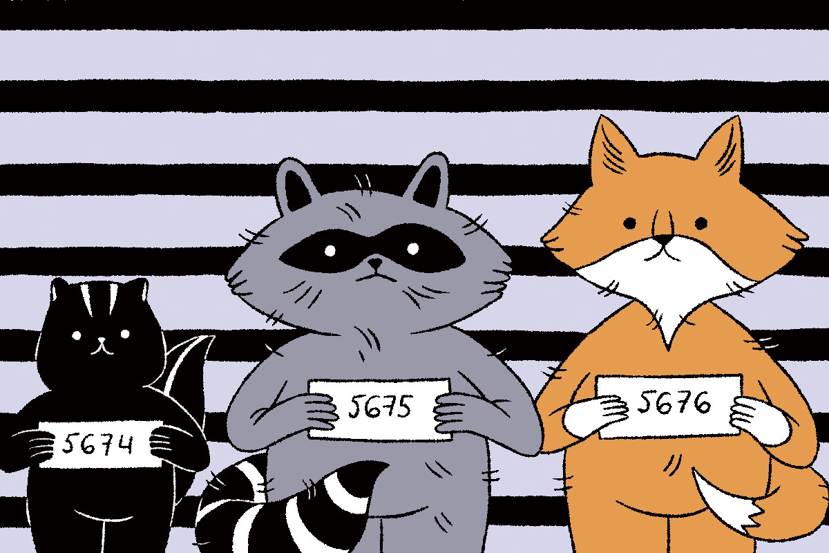 An illustration of a skunk, raccoon, and fox in a police lineup