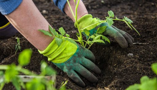 A woman digging into the ground wearing gardening gloves