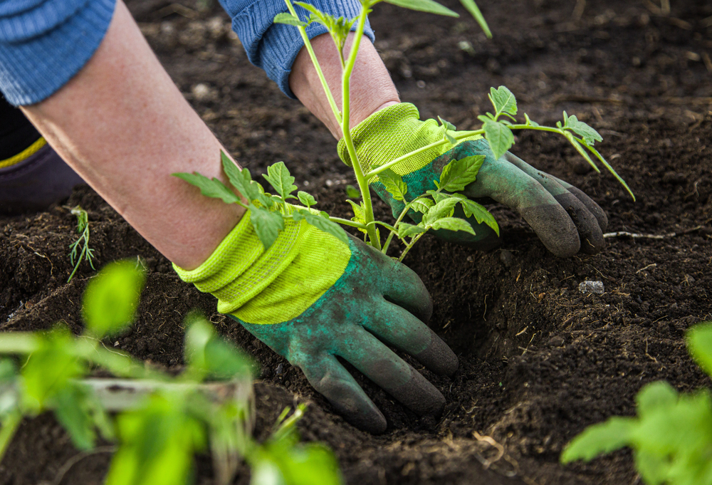 A woman digging into the ground wearing gardening gloves