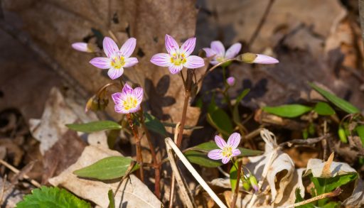 Spring beauty growing on the forest floor