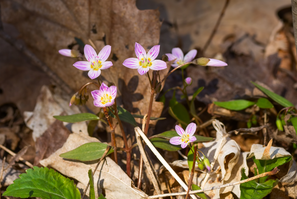 Spring beauty growing on the forest floor