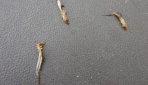 Shed skins of burrowing mayflies