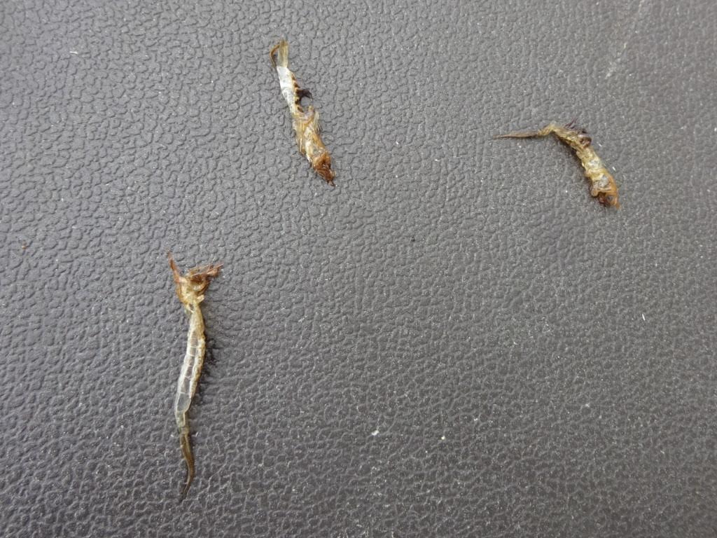 Shed skins of burrowing mayflies