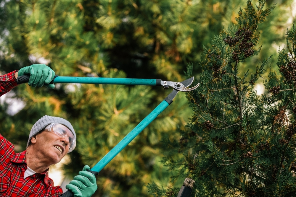Man in red and black plaid shirt ,wearing gardening gloves, holding long turquoise gardening shears, to cut into a tree for spring tree care