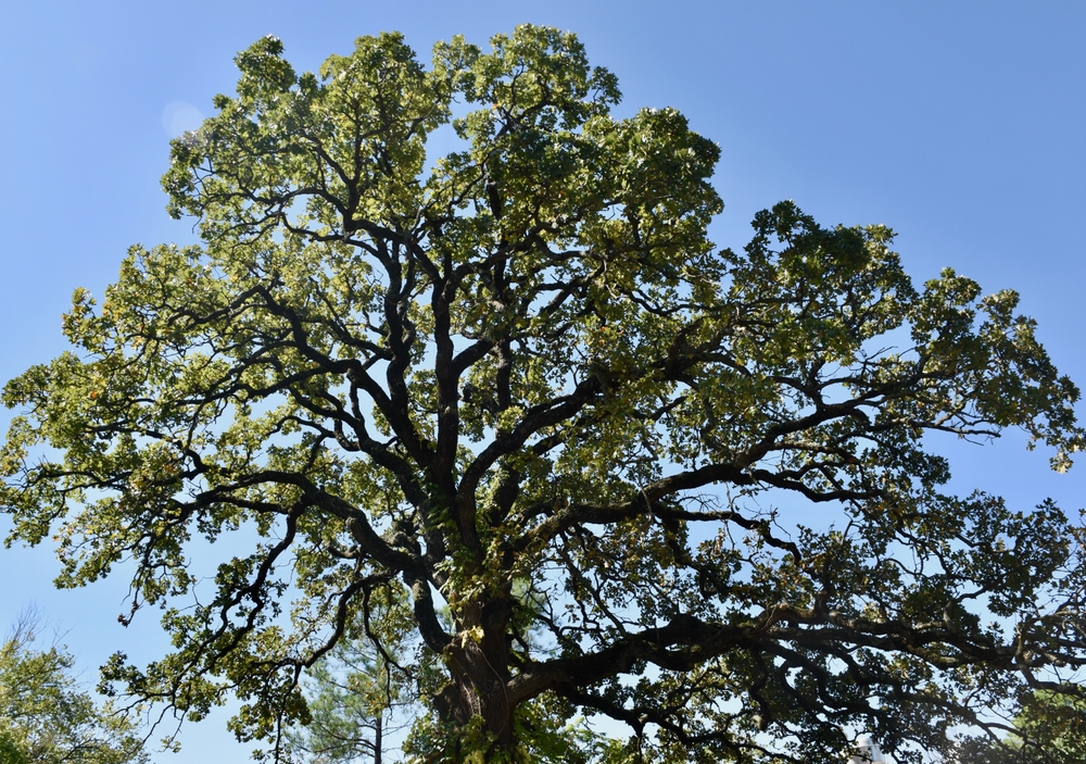 An oak tree against a blue sky