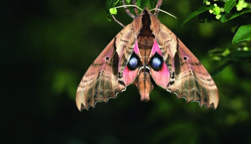 Photo of a blinded sphinx moth