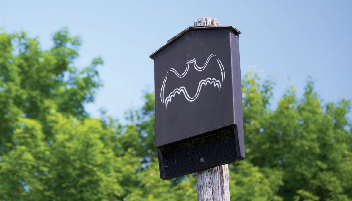 A bat box perched on a post